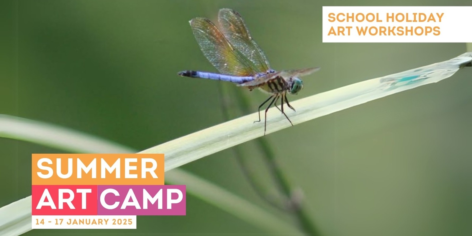 A close-up photo of a dragonfly