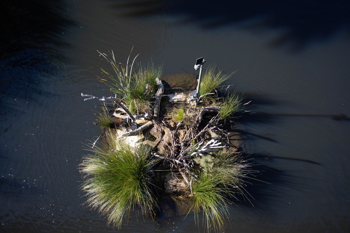  'Turtle Island', an eco-installation by Hayden Fowler, created a refuge for turtles needing to keep their eggs safe from feral predators.